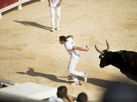 Course Camarguaise de taureaux jeunes