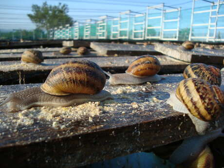 Visite de l’élevage d'escargots