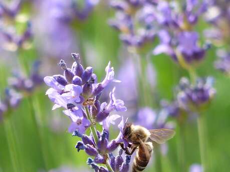 Exposition " Histoire(s) de lavandes "