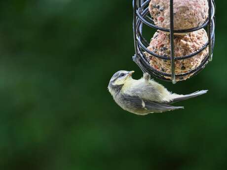 Aider les oiseaux à traverser l’hiver