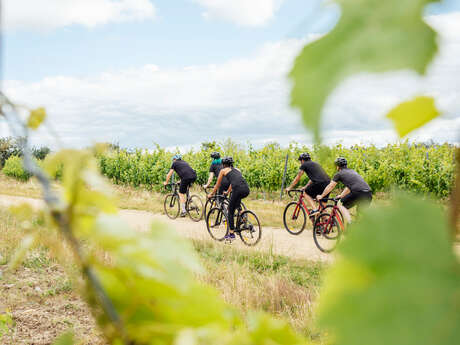 Circuit Gravel - Angers,  escapade au cœur du vignoble