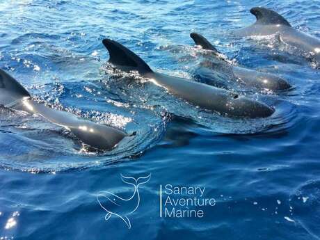 Sanary Aventure Marine : Whale Watching, Observation des dauphins & baleines