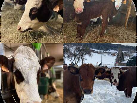 GAEC Le Val Mont-Blanc - Traite des vaches