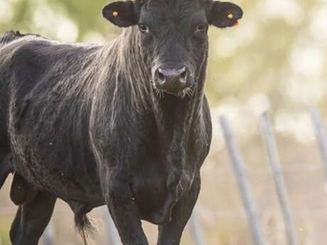 Visite en calèche et animation taurine