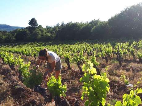 Domaine Hélène Bleuzen