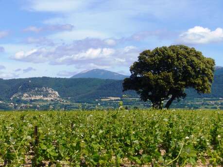 Visite du vignoble et de la cave - Domaine de la Girardière