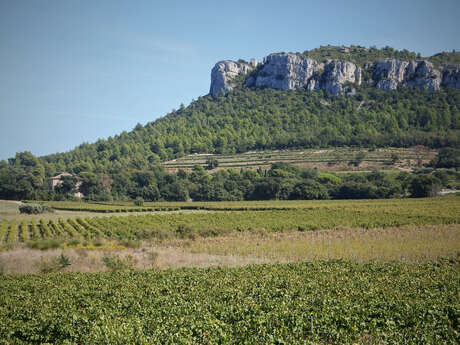 The Sainte-Baume vineyard, a sacred land