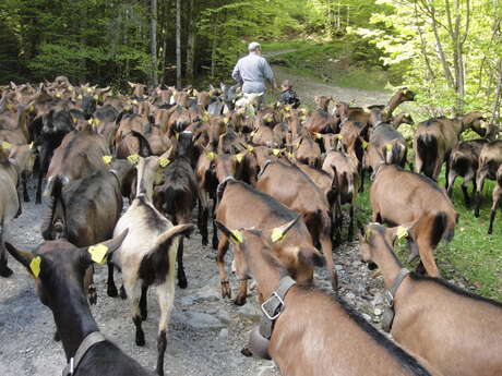 Visit to the Sommier d'Aval farm "Les Cabrettes"