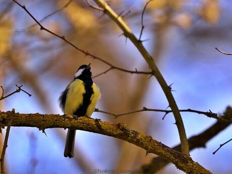 "Le Monde des Oiseaux" aflevering 3 - Rendez-vous du Parc 2026