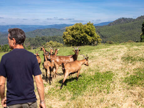 Visite à la ferme de Bellis - Chèvre, pastoralisme et pélardon