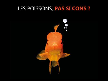 Projection documentaire - Les poissons, pas si cons !