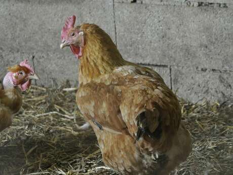 Atelier - Accueillir une poule chez soi