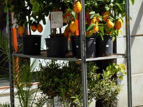 Vide-greniers et vente de plants à Digne-les-Bains