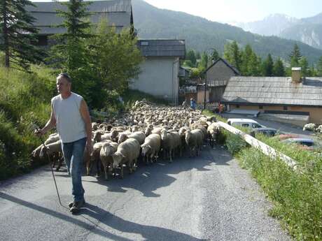 Transhumance Transhumance