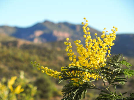 Balades pédestres "Le Mimosa dans l'Estérel"