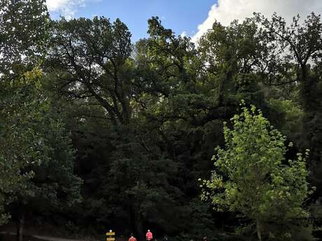 Initiation à la marche nordique - 1/2 journée