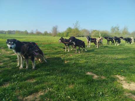 Journée chez un musher