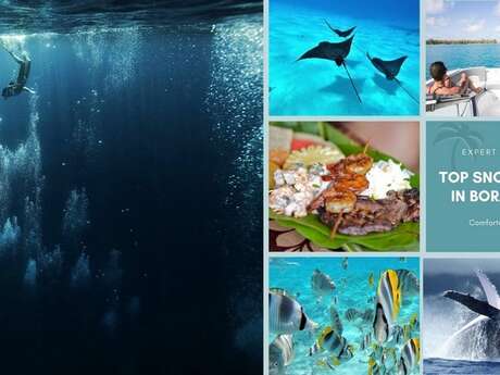 Reef Discovery - Sortie Baleines