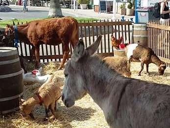 Le Noël Enchanté: La mini ferme pédagogique, balades en calèche, à poney et à dos d'âne