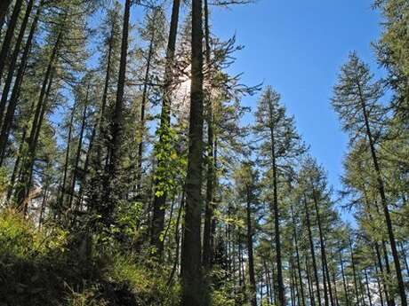 Forêt de Ratery