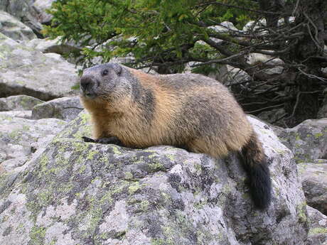 A la rencontre des marmottes de Bisanne