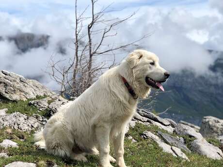 Randonnée thématique: Chiens de protection de troupeaux