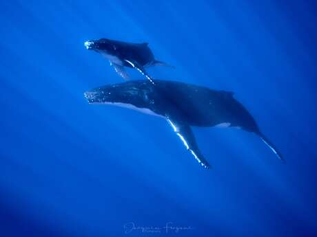Polynesian Dream Boat - Sorties Baleines