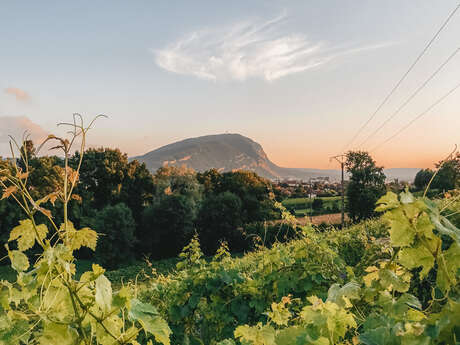 Aussichtspunkt : Vignes de Carra