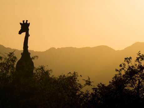 I have a dream Africa - Ciné-conférence