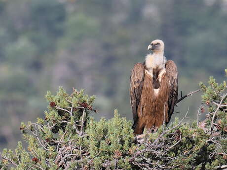 Birdwatching stay – Birds of prey in the Haute-Provence Geopark