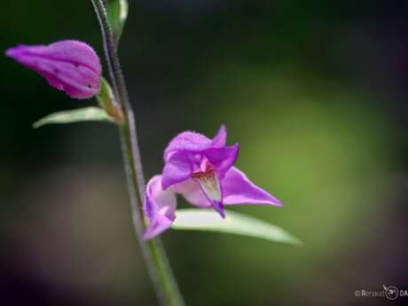 La botanique à portée de tous