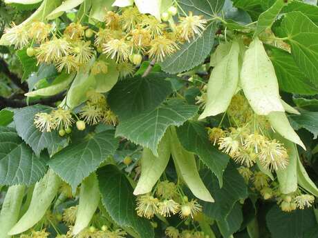 Atelier confection de tisane au café des arts