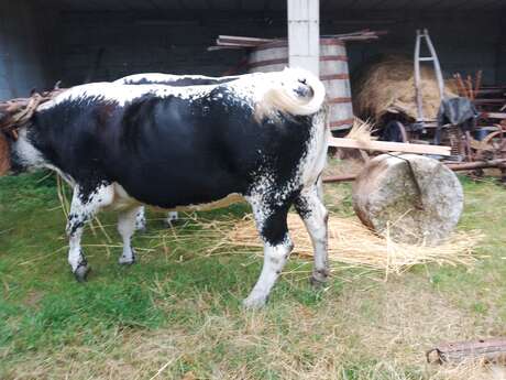 La Ferme à l'ancienne - Démonstration de battage avec une pierre à battre
