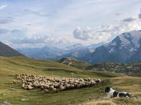 Rencontre avec les bergers