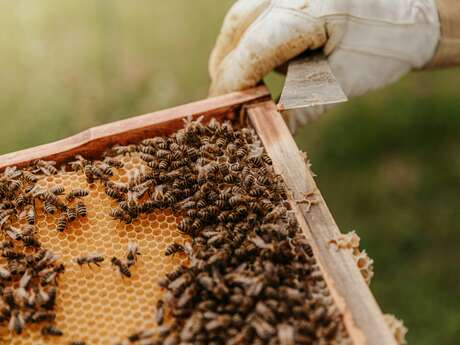A la rencontre d'une apicultrice dans sa miellerie