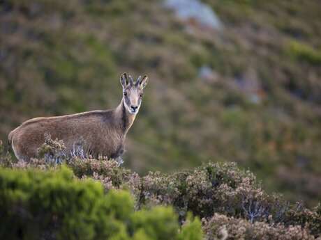 L'apéro des Chamois