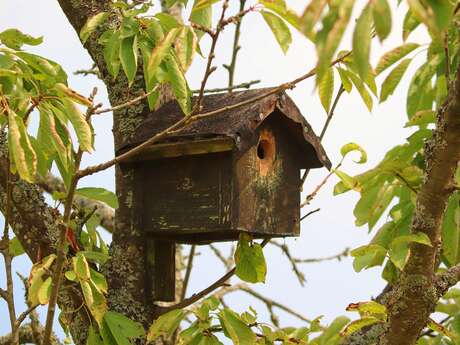 Animation nature : Construction de nichoirs