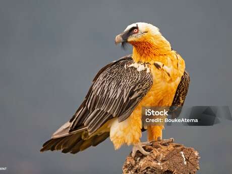 Animation "Une vie de Gypaète"