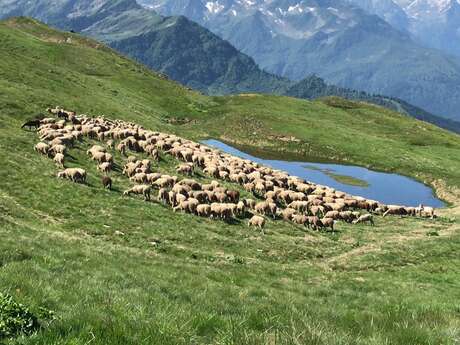 Fête de la transhumance et du Pastoralisme