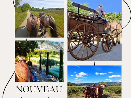 Balade en calèche dans les vignes avec les Traits du Lub