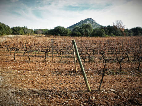 Le vignoble aixois, le vignoble des bastides - Un week-end à la montagne de la Vautubière