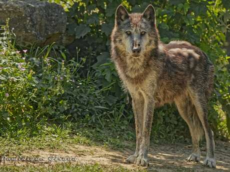 Yellowstone Lodge in the Domaine des Fauves