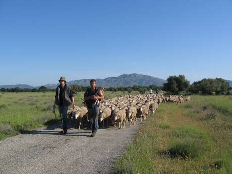 Sheep migration festival