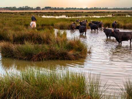 Sortie du CCAS : Camargue