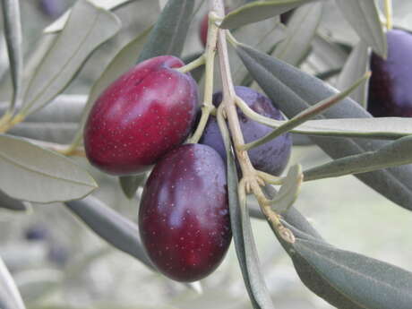 EURL La fine - Le Moulin du Luberon