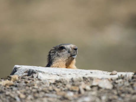 Marmottes et patrimoine