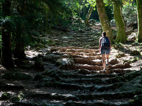 Randonnée en Sainte Baume : forêt, grotte et St Pilon