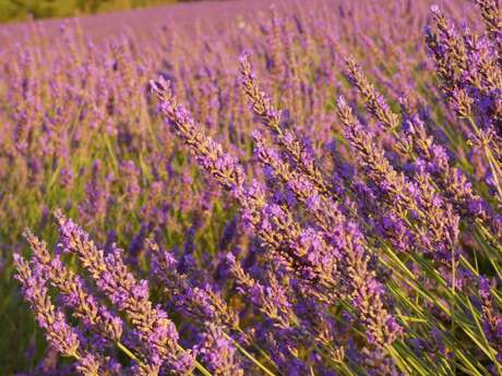 Atelier Olfaction - Lavanderaie des Hautes Baronnies