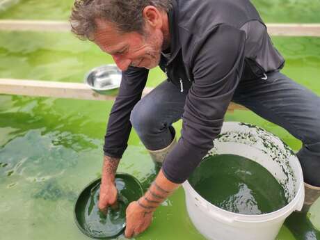 Visite et dégustation : la spiruline, de la culture à l'assiette