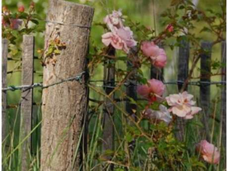 "Je suis responsable de ma rose"